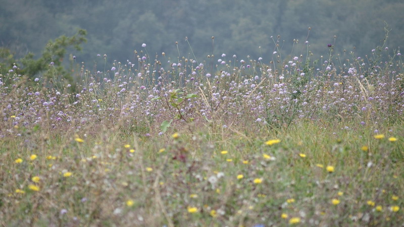 Cephalaria transsylvanica / Vedovina maggiore